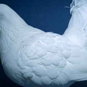 印度肥妇孕妇视频
